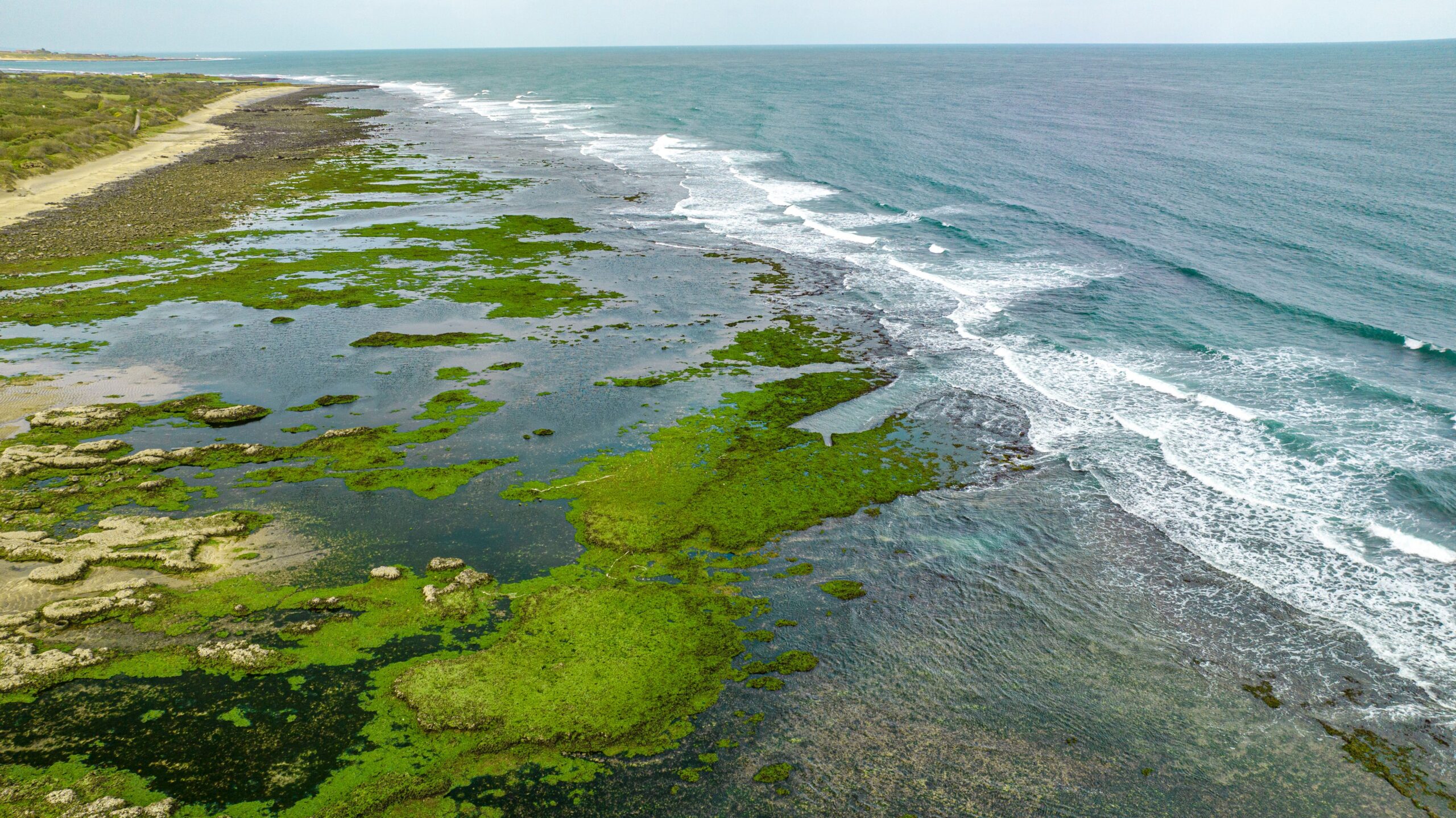 AI analysis reveals dramatic rise in global ocean algae blooms