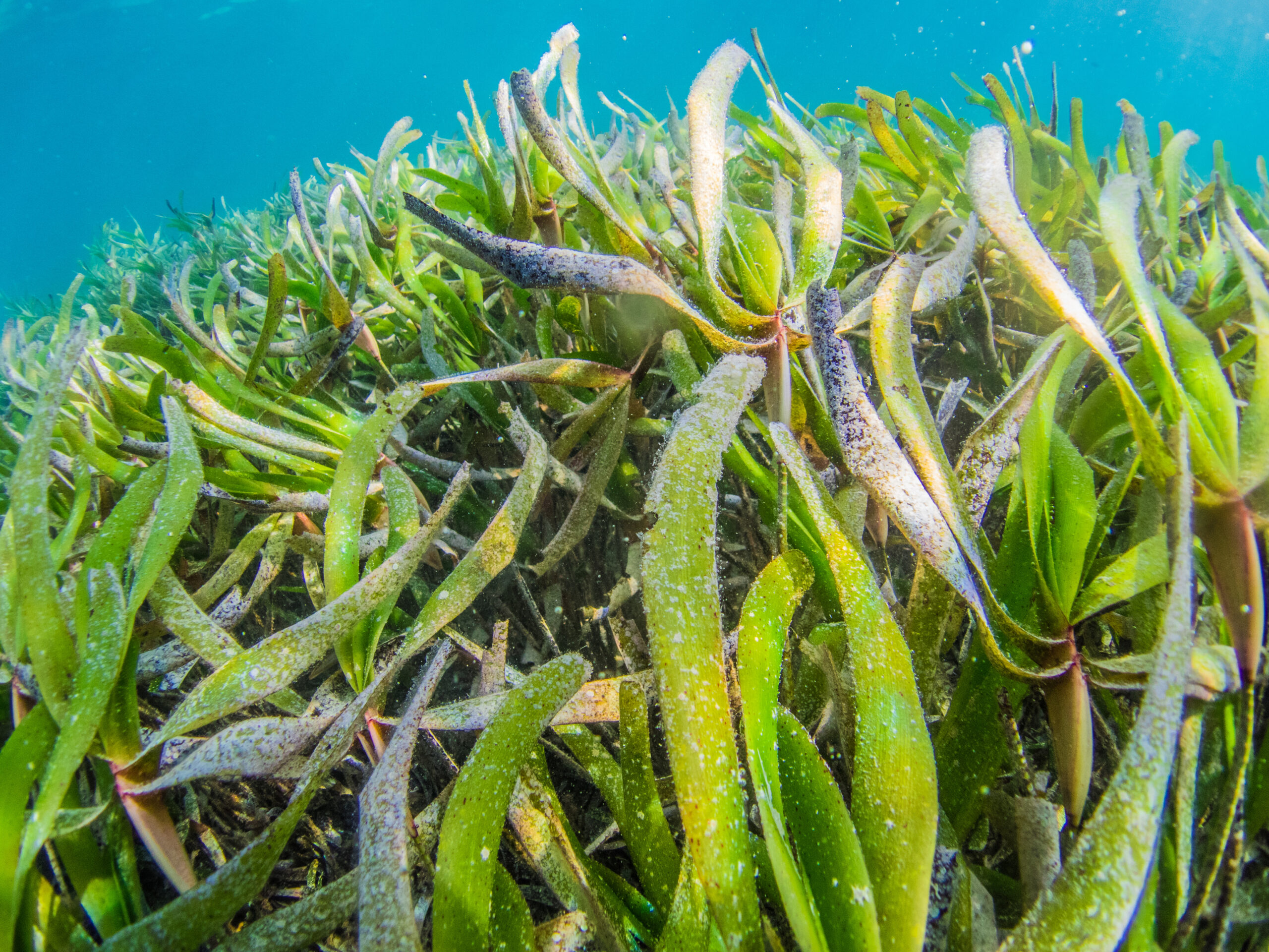 Resilient seagrass offers new hope for restoring damaged ecosystems