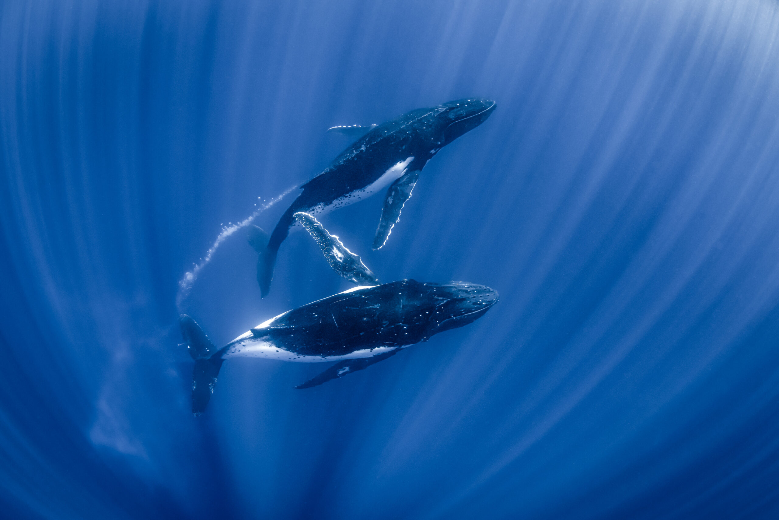 Tagging study reveals new insights into iconic humpback song