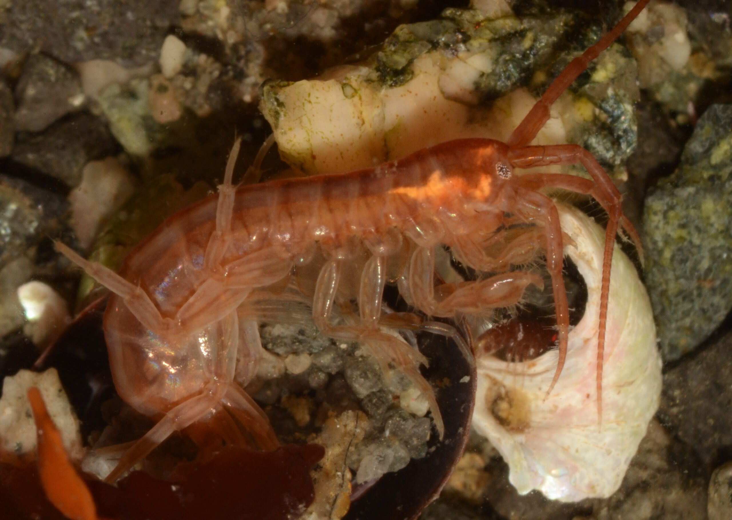 Photo: oceanographicmagazine.com Antarctic Marine Life at Risk as Melting Ice Dilutes Coastal Waters