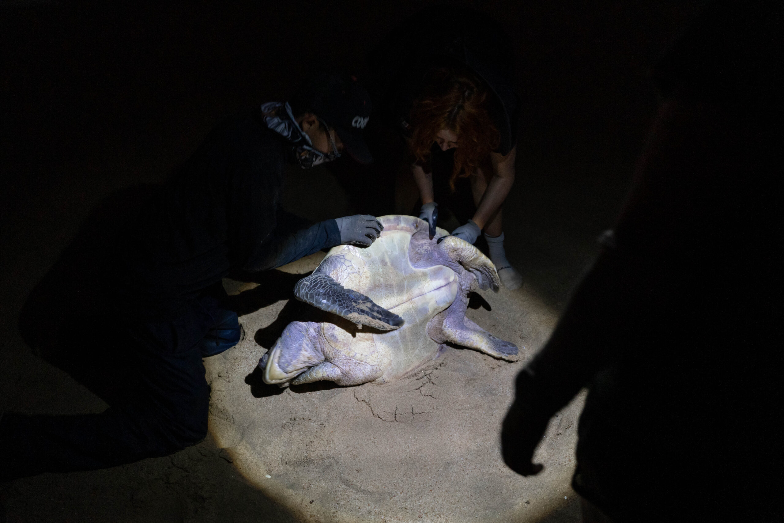Voluntarios del equipo tortuguero revisan el cuerpo de una tortu