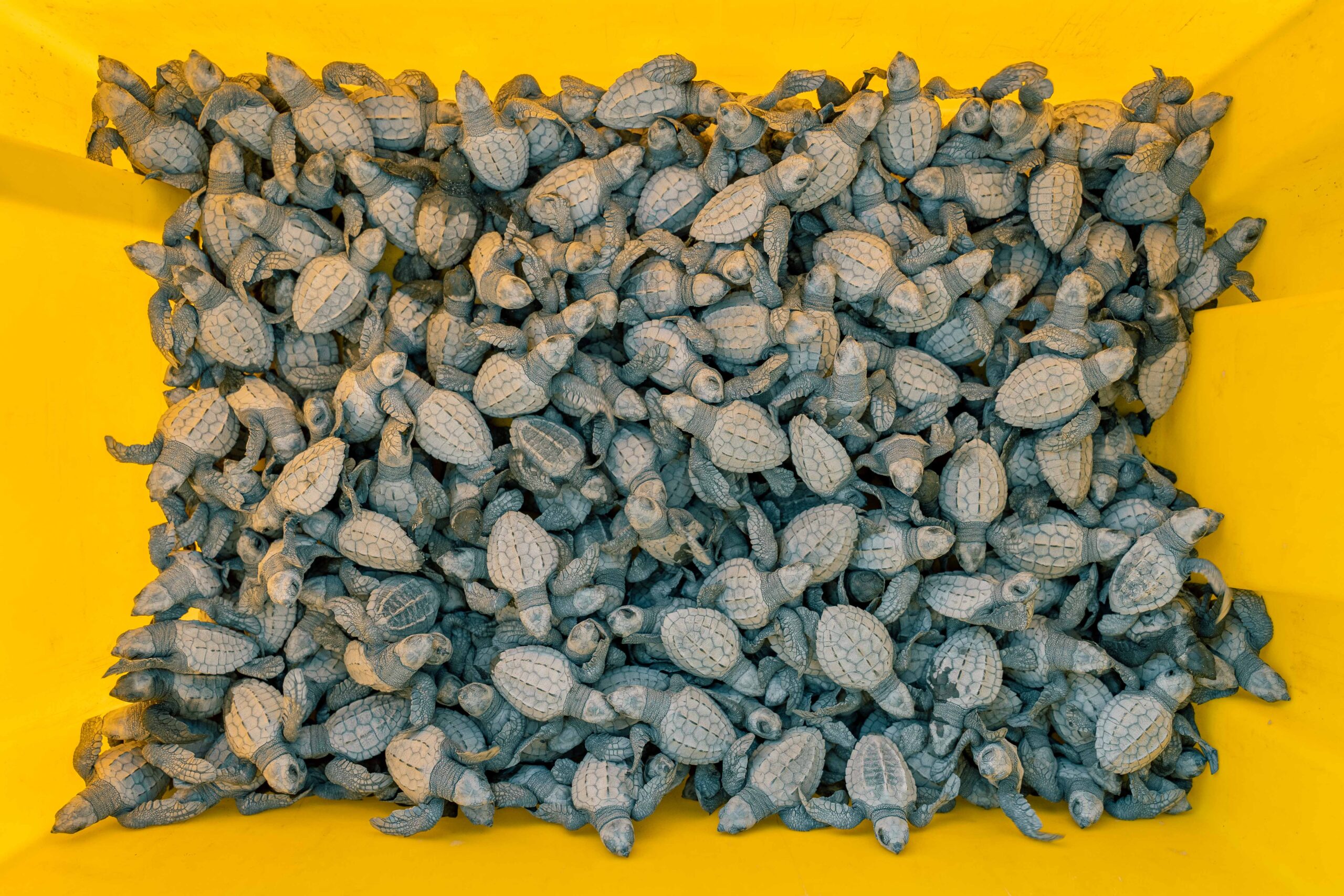 Multiple hatchlings gathered to be realeased in the sea en Playa