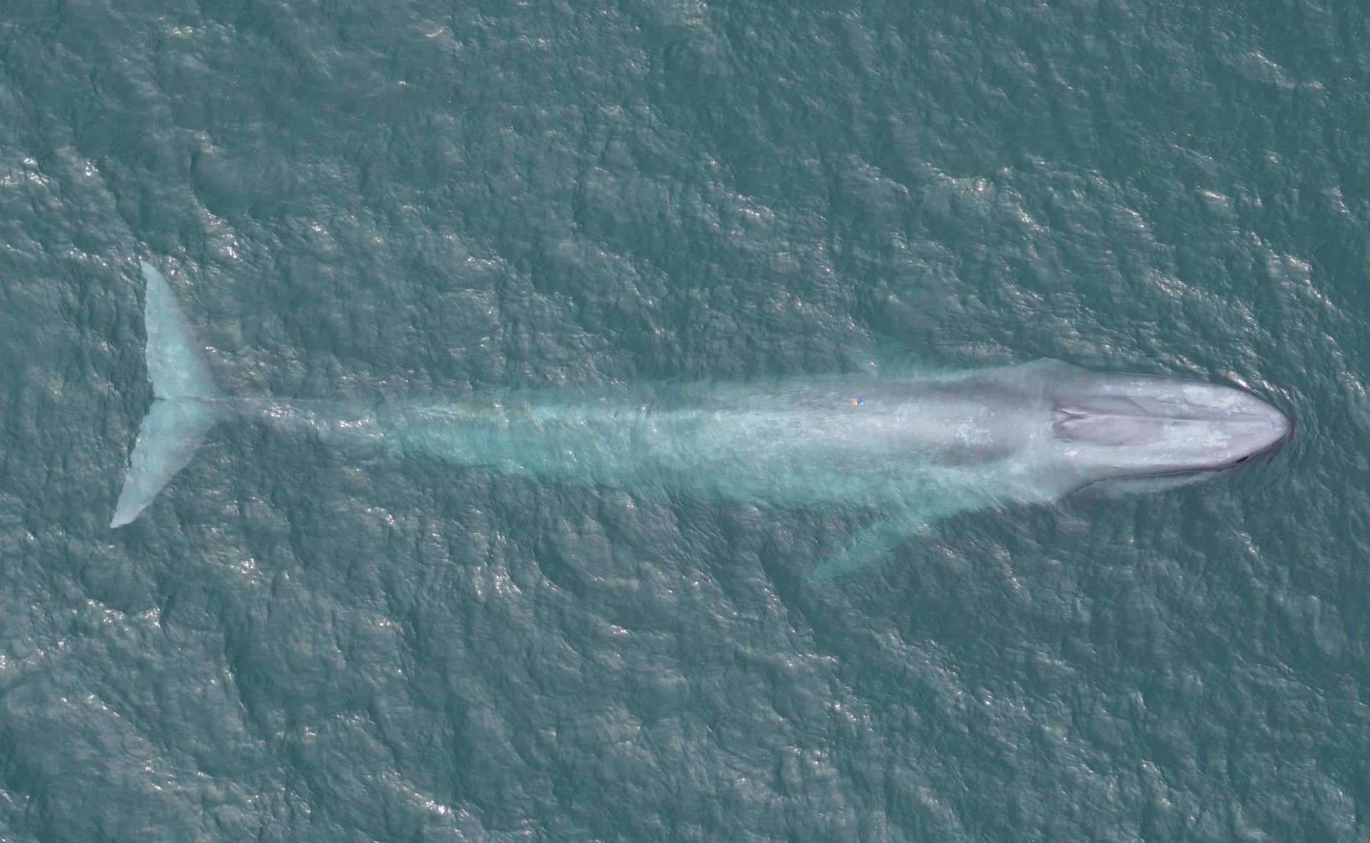 Matters of the heart: what's a blue whale's heartbeat telling us?