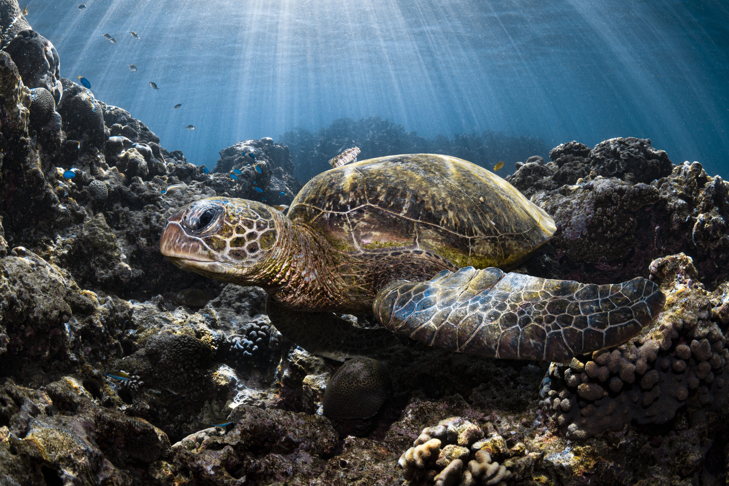 Seven new viruses discovered in threatened sea turtle populations