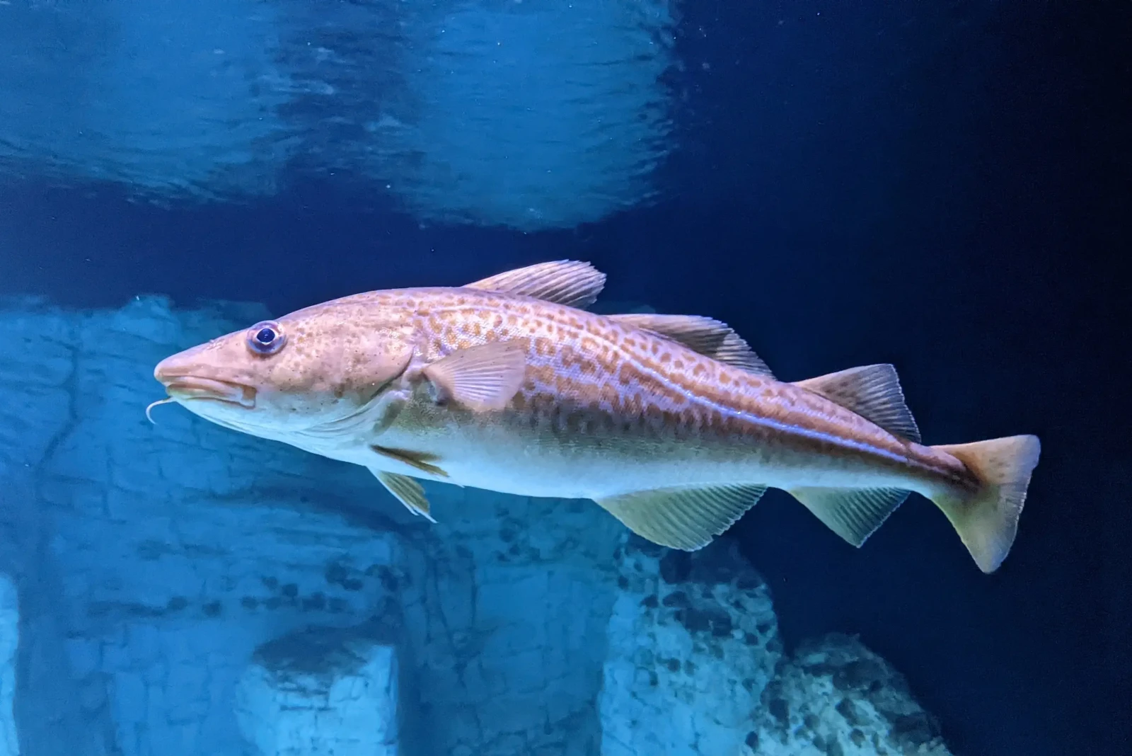 Scientists again advise zero cod catch across UK waters to prevent stock collapse