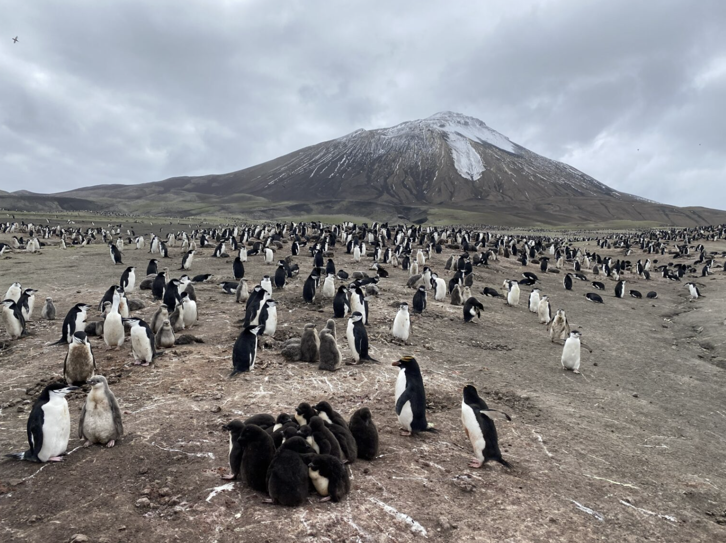 World’s largest penguin colony suffers steep decline in numbers